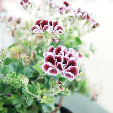 Gardenia Rooms ساراندا المظهر الخارجي الصورة
