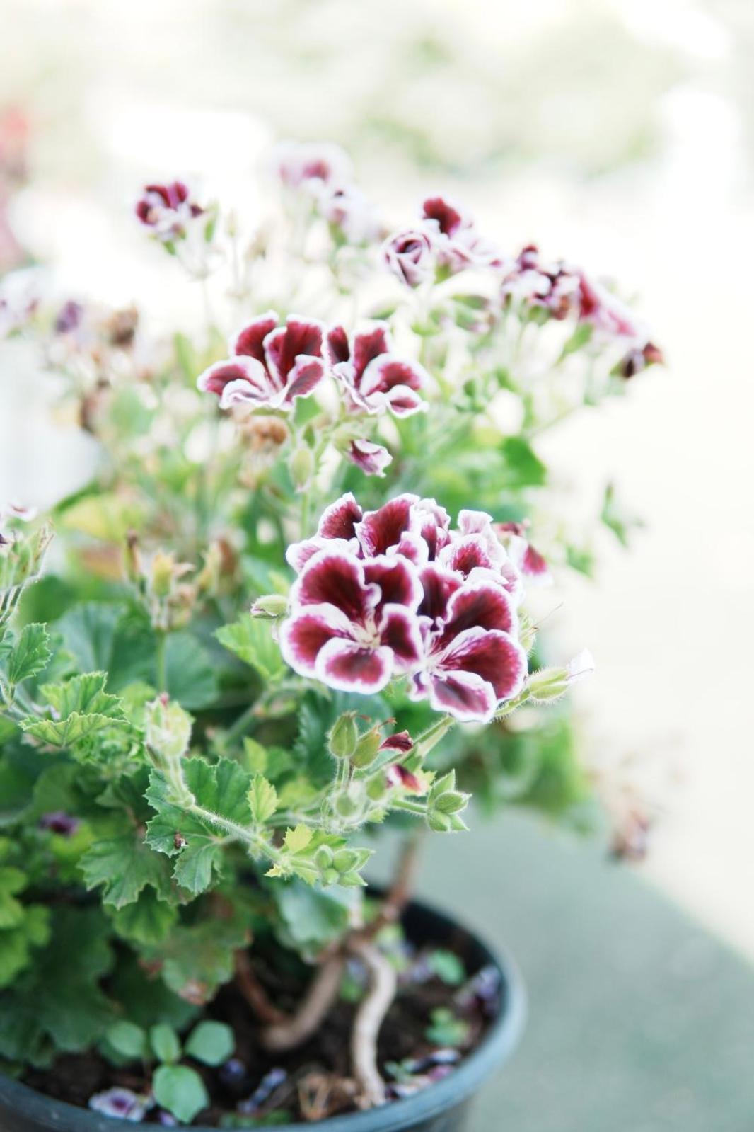 Gardenia Rooms ساراندا المظهر الخارجي الصورة